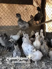  9 الدجاج السلطاني