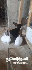  3 ارانب عدد 4 حبات  صحه ونضافه