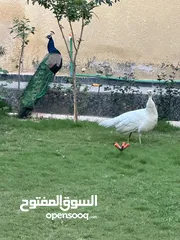  2 زوجً طاوس  للبيع