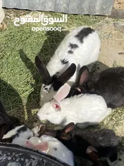  28 أرانب بصحة فوق الممتازه و مأكل ومشرب من افضل ما يكون مختلفة الأنواع و الأحجام والأعمار للبيع حصرا