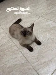  2 قطة سيامي بيور