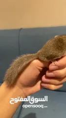  3 سنجاب صغير أليف micro squirrel
