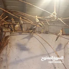  6 ببغاء وطيور زينة