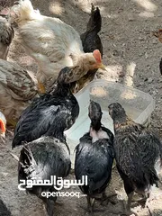  3 فرخ دجاج بلدي عمر شهرين ونص