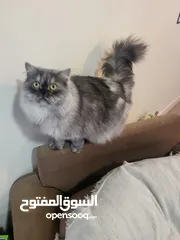  3 2 x Cats Looking for adoption - Persian and himalayan-persian