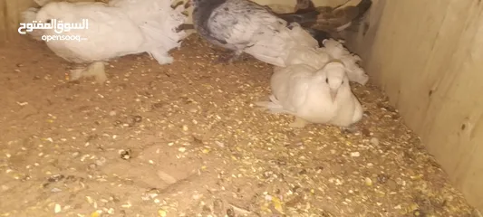  11 حمام  هزاز ابيض