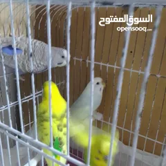  3 التواصل عبر الوتس اب عصافير حب وكوكتيل حجم جامبو كبير مفتلات والبينه وعادي