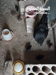  1 دجاج للبيع