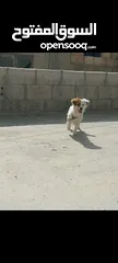  1 كلبة جاك رسل