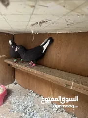  2 حمام شوامل صحه فول