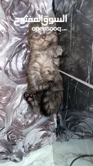  22 قطط للبيع نابلس