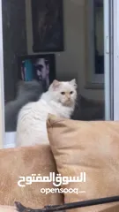  10 شيرازي للبيع عمرها سنة وشوي سعرها 600(قابل للتفاوض المعقول) اجتماعية وبترد عصحابها ومتعودة عالحمام