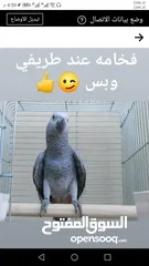  1 ببغاء كاسكو مزرعه حجل ذهبي أليف جدا جدا 