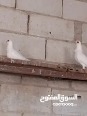  2 حمام نخب النخب  ثلاث جواز