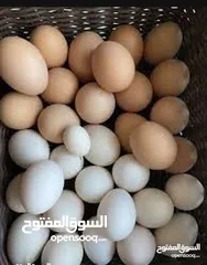  2 متوفر  صيصان حبش وصيصان بلدي وصيصان براهما صحه ونظافه وماخذين المطاعيم وموجود ديك براهما بعمان سحاب