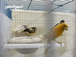  3 كنار للبيع جوز مع فراخ عدد 2 تب نظافة