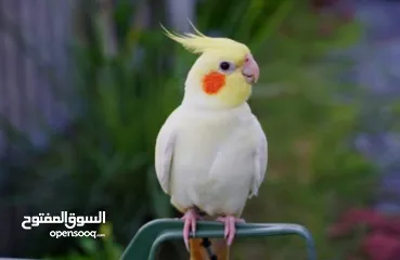  1 جوز كوكتيل