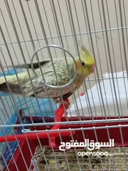  5 ثلاث طيور كوكتيل للبيع