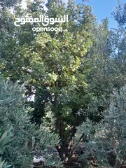  4 شجر للبيع  زينه نخيل وزيتون و خروب