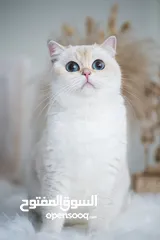  13 Scottish British shorthair longhair kittens British shorthair Scottish fold kittens Scottish