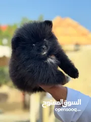  3 بومرينيان ذكر تيكاب