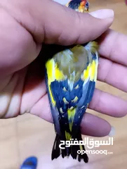  5 حسون كلاسك اصفر مايور حجل 24