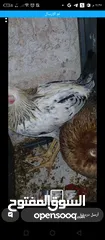  2 جاجتين وجه بيض واربع صيصان عمر اربع شهور
