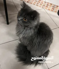  2 Persian Shirazi ,9 months, Vaccinated