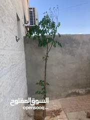  1 radermachera sinica شجرة  شجرة الثعبان