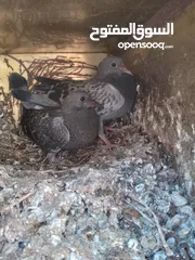  3 زغاليل حمام حجم كبير