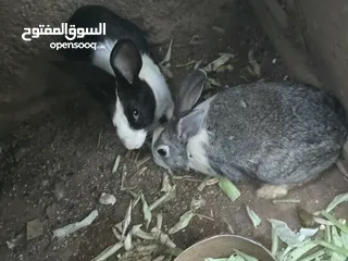  2 ارانب هجين متوفر اقرا الوصف