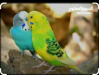 1 جوزين حب بدل ع جاج