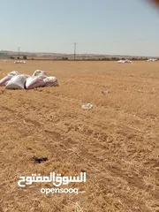 2 تبن لبيع تبن  شعير