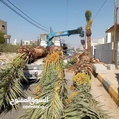  21 تنسيق حدائق وزراعة أشجار الزينة والأشجار المثمرة