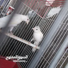  10 5 مخاليق أعمارهم 9 اشهر