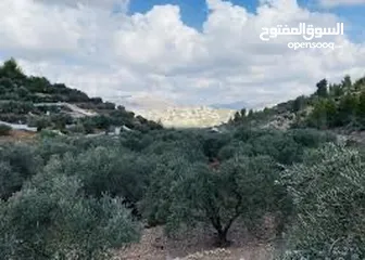  1 اراضي للبيع  منطقه صالحه للبنى  ملانه زيتون