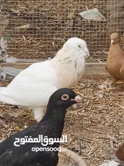  28 كوم حمام حوالي من 35 إلى 40 طير  للبيع