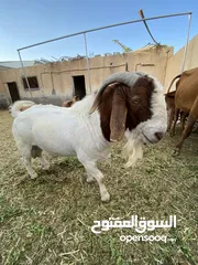  1 تيس بورقوت بيور فحل للبيع