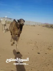  2 بكره للبيع