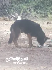  5 كلب من نوع جيرمن