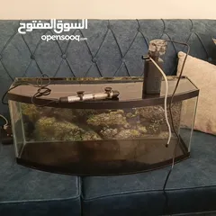  1 حوض سمك