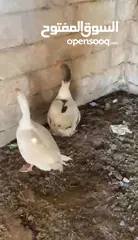  1 وز ............