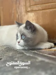  2 قطه للبيع 