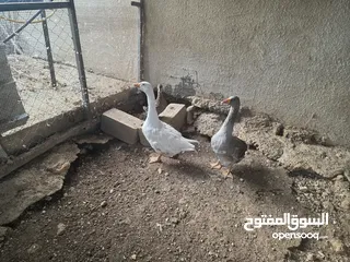  2 جوز وز شغال للبيع