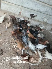  9 45 حبه بلديات فراخ ترقيد مش فقاسة وعلفهن شعير ونخاله حبات مقنوي صحه ونضافه صلاة النبي