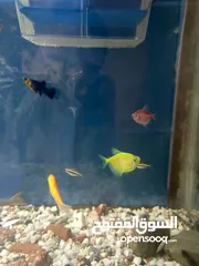  1 اسماك جوبي مولي تيترا جلاس وتيترا بلاك نيون وجولد فيش وزيبرا إقراء الوصف