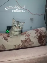 1 قطط جاهزة لبيتها الجديد