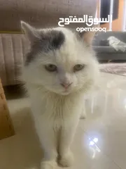  4 قطة شيرازية _ Persian cat