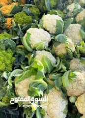  26 الفواكه والخضروات بالجملة / fruit and vegetables wholesale