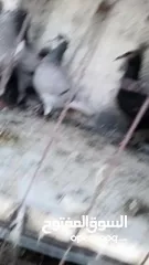  4 متاح     10.   افراخ   الزرقاء